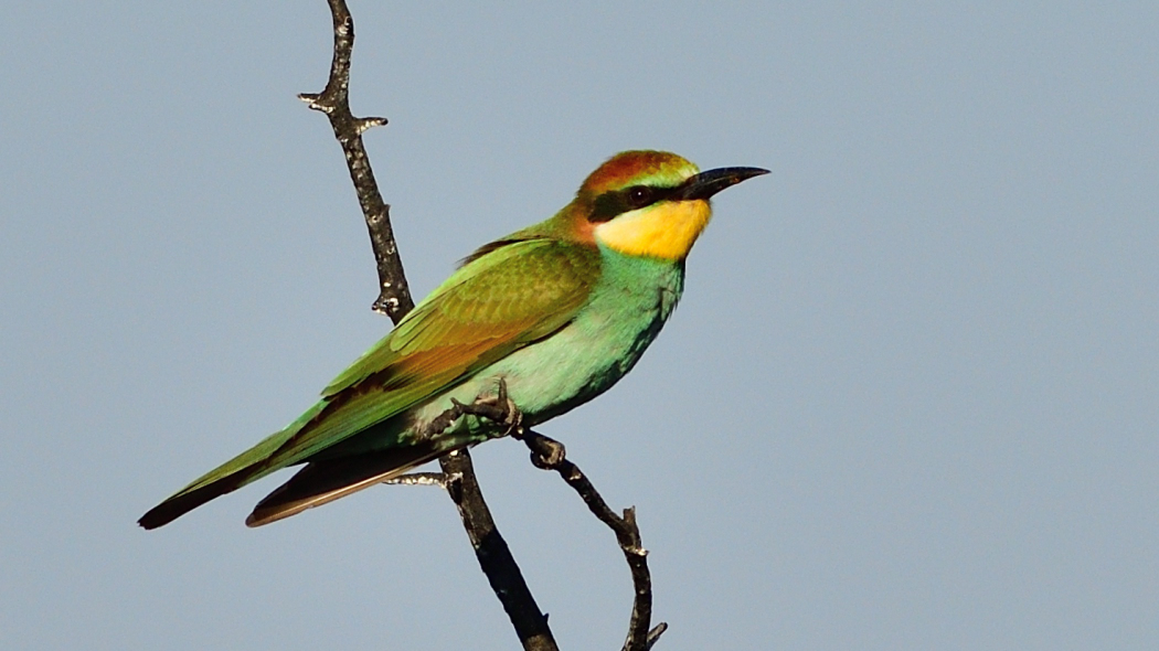 European Bee-eater