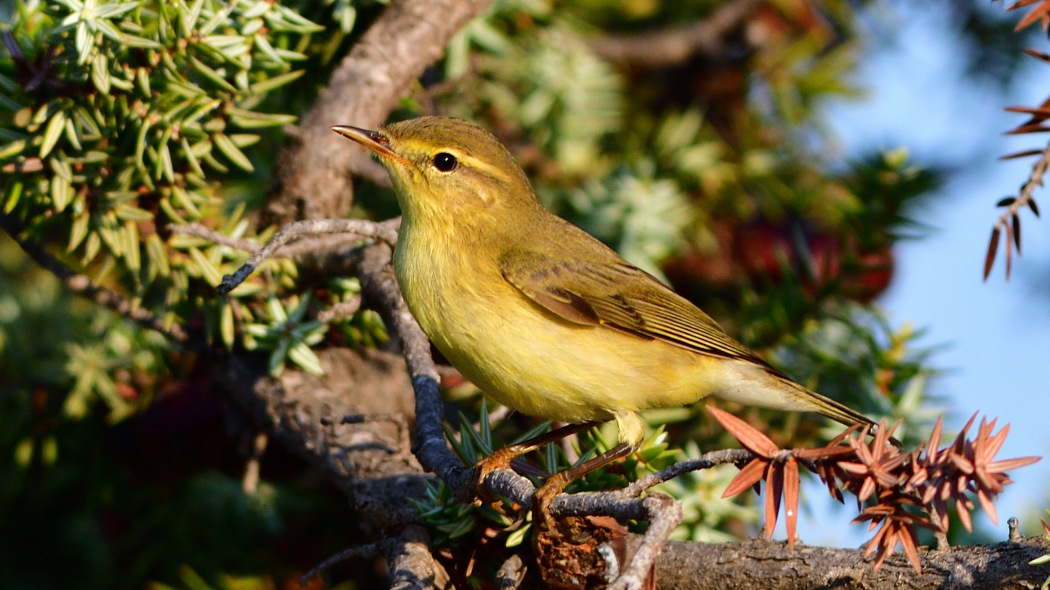 Willow Warbler