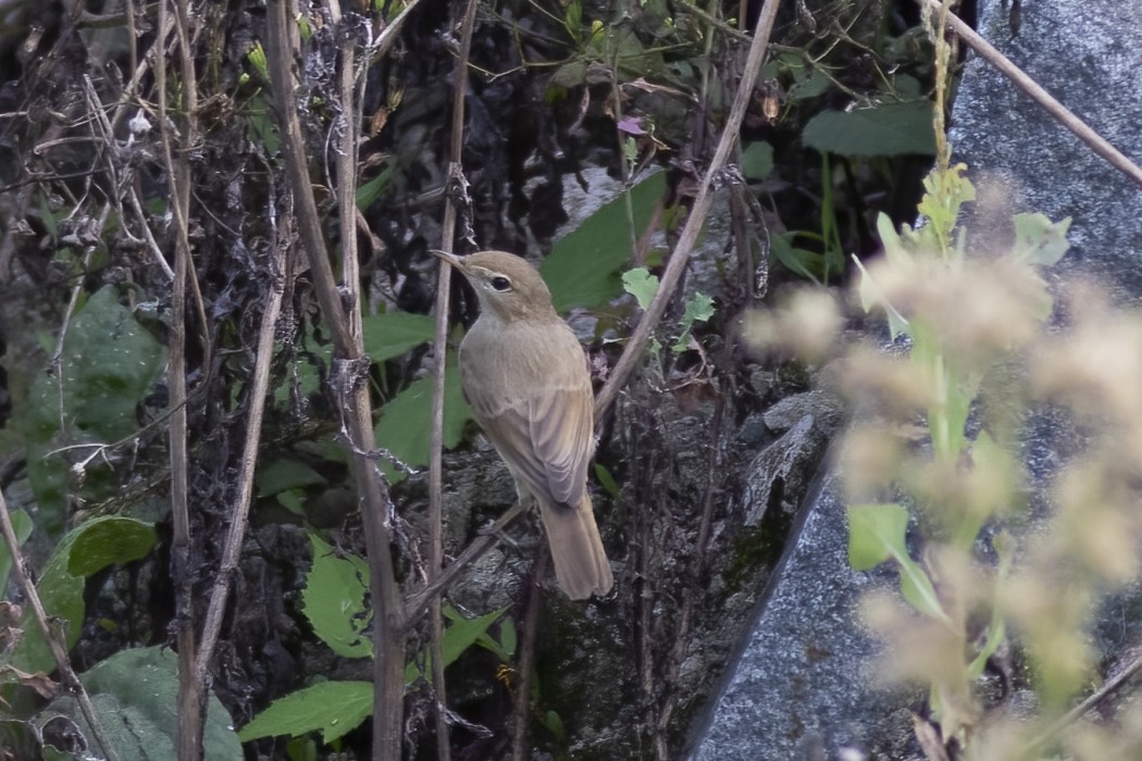 Booted Warbler