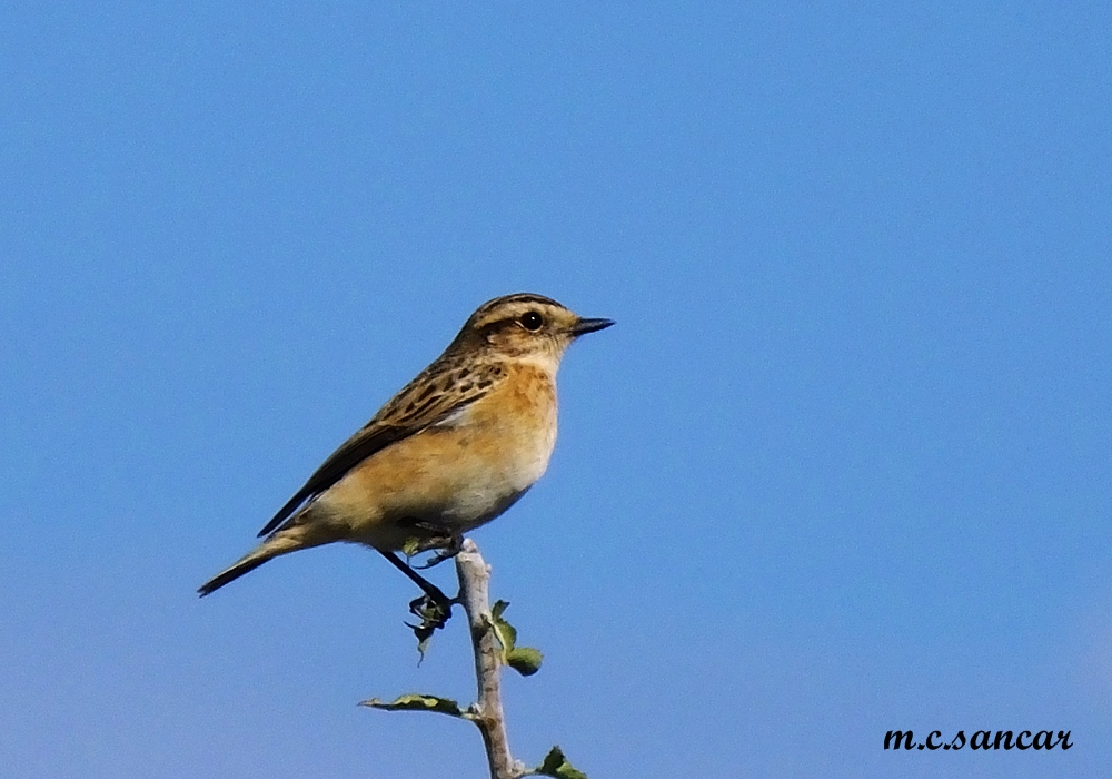 Whinchat