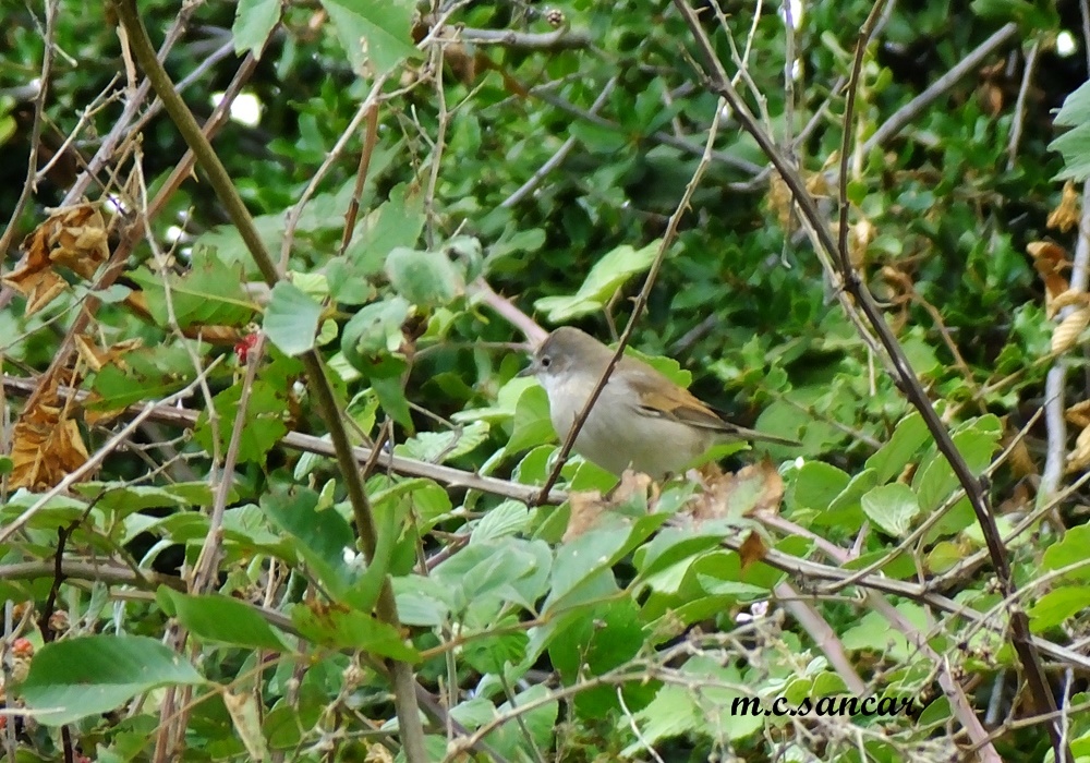 Common Whitethroat