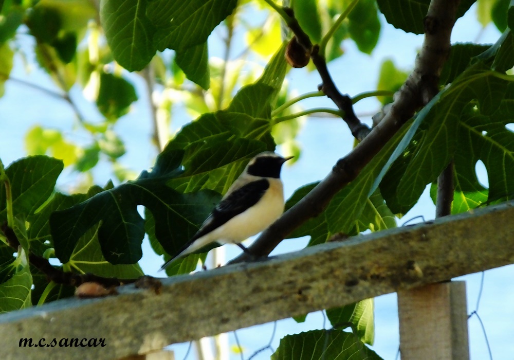 Black-eared Wheatear