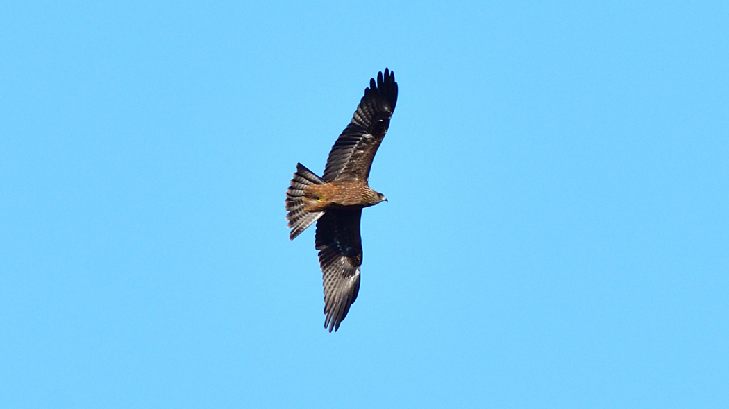 Black Kite