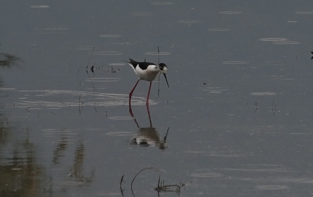 Black-winged Stilt