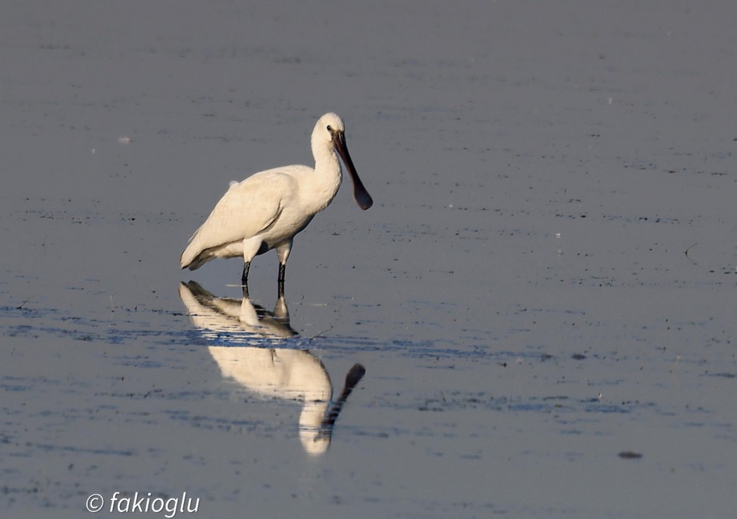 Eurasian Spoonbill