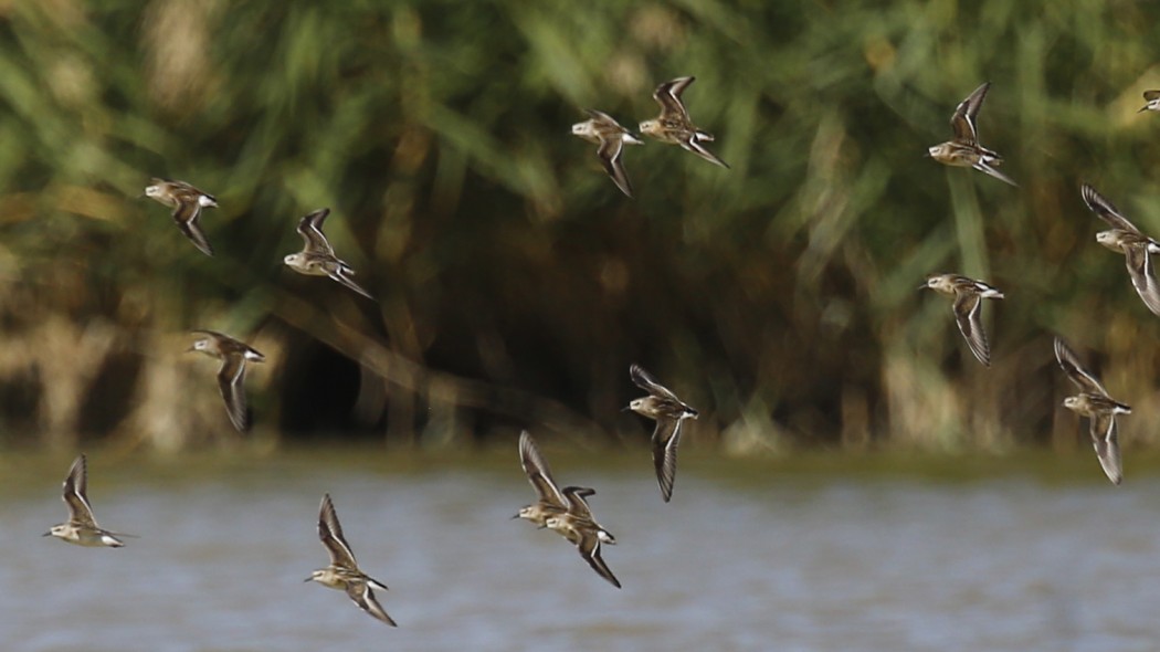 Little Stint
