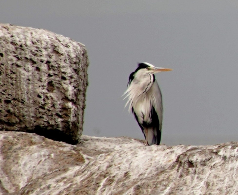 Grey Heron