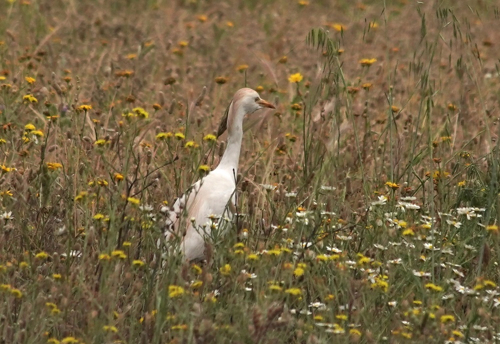Western Cattle Egret