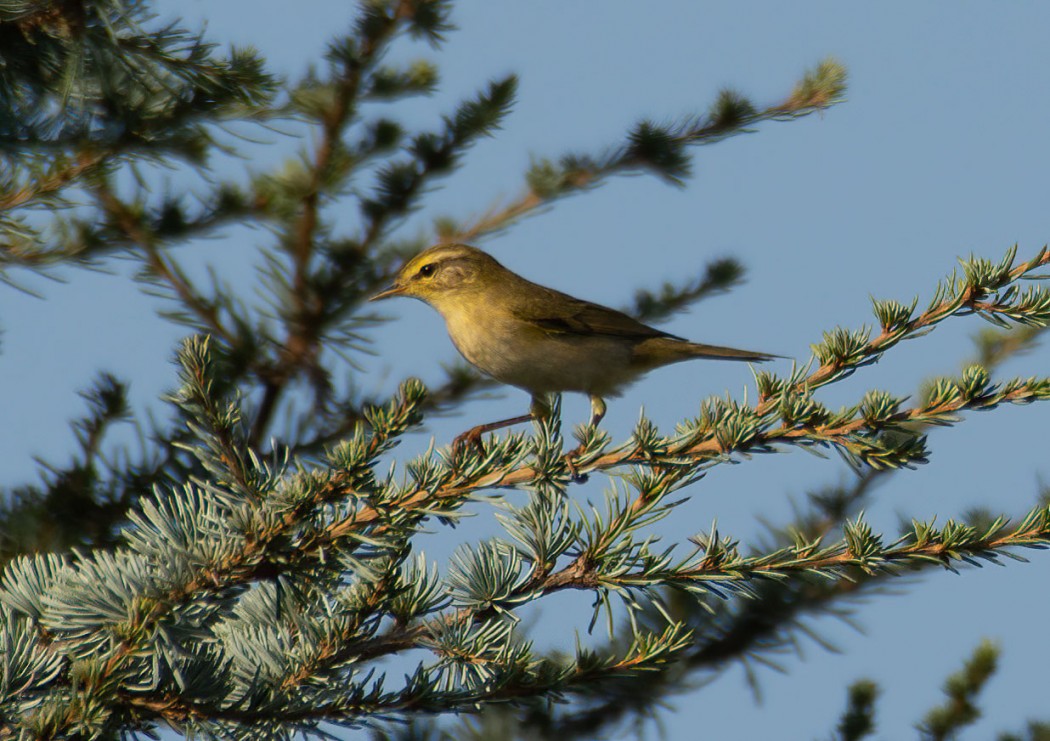 Willow Warbler