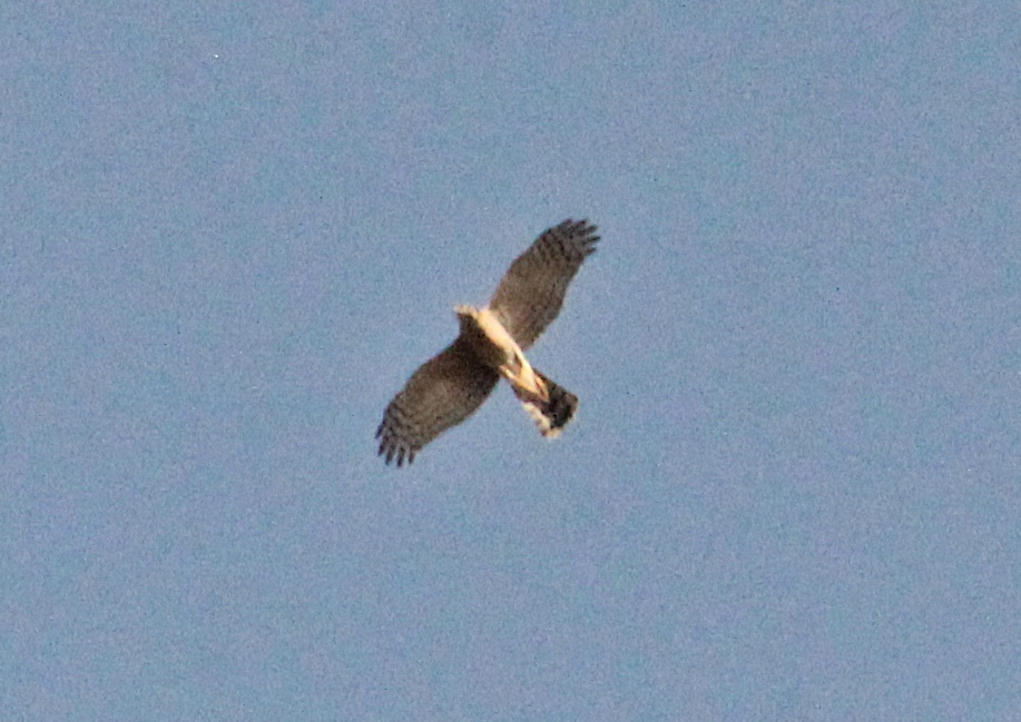 Eurasian Sparrowhawk