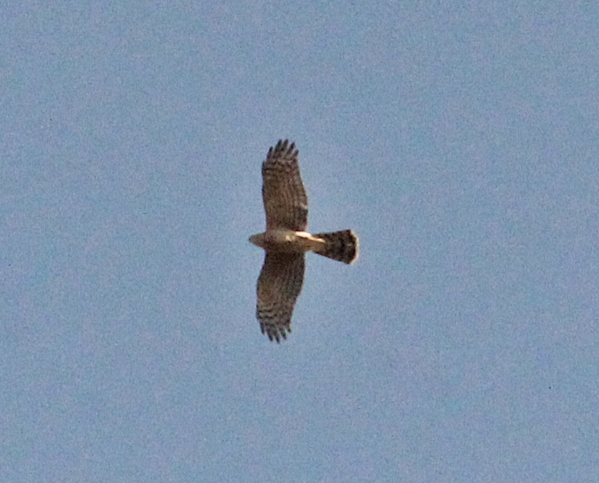 Eurasian Sparrowhawk