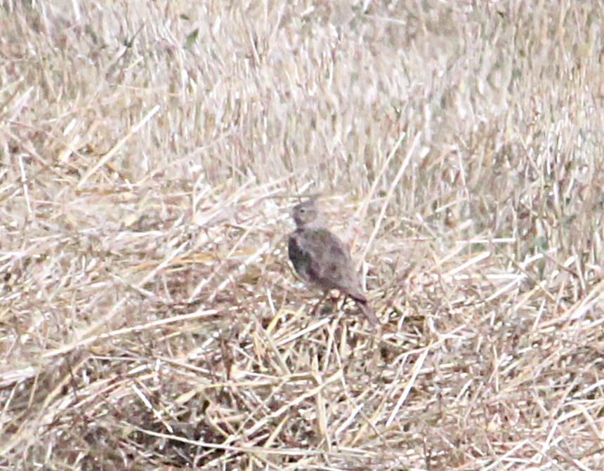 Crested Lark