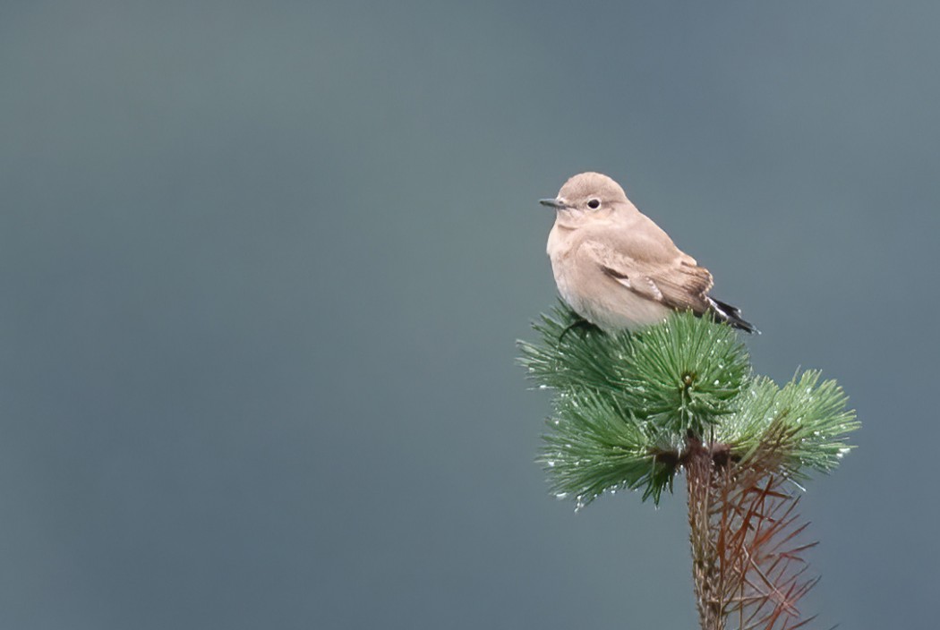 Desert Wheatear