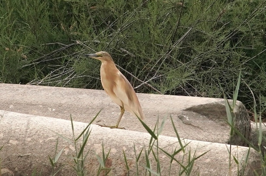 Squacco Heron