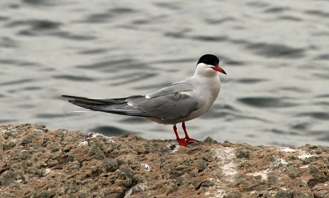 Common Tern