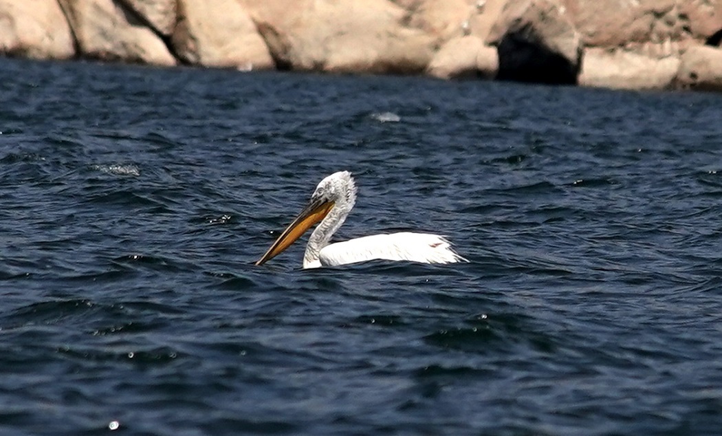 Dalmatian Pelican