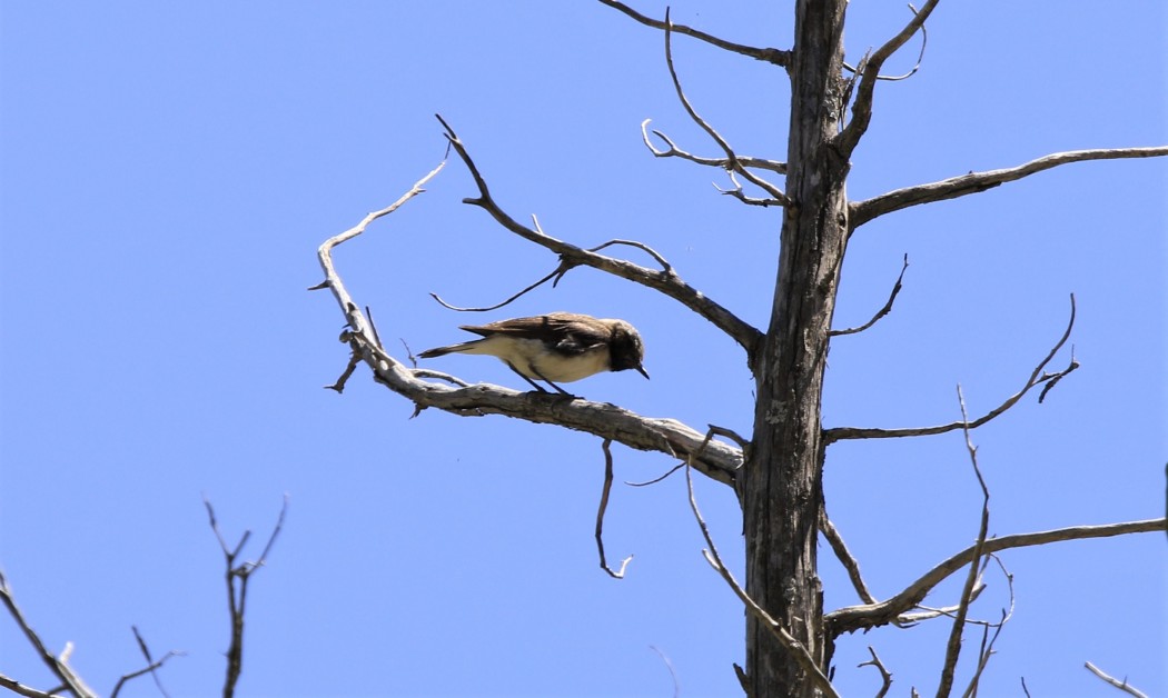 Black-eared Wheatear