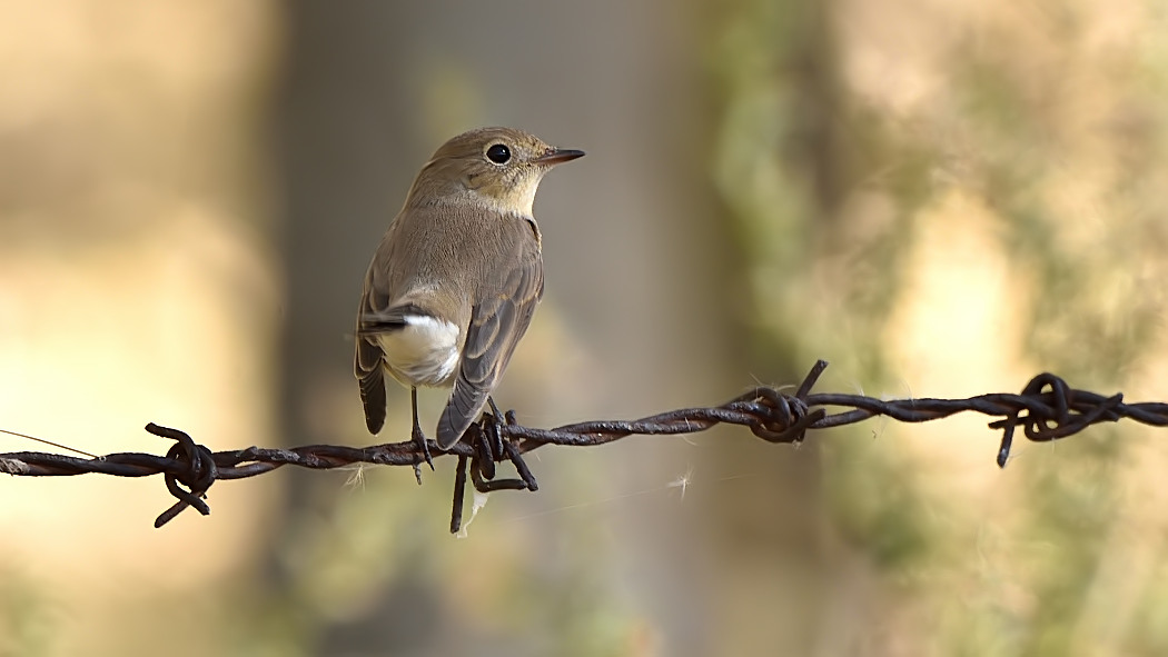 Red-breasted Flycatcher