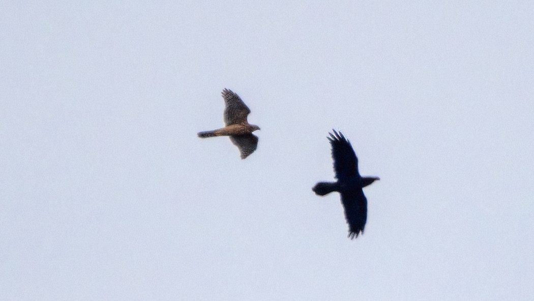 Çakır