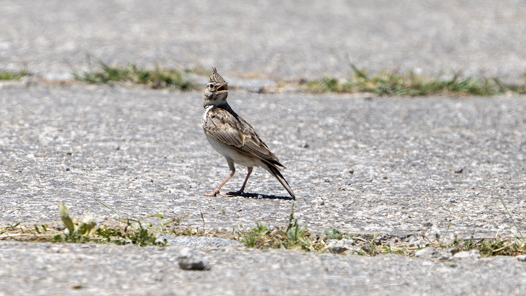 Tepeli Toygar