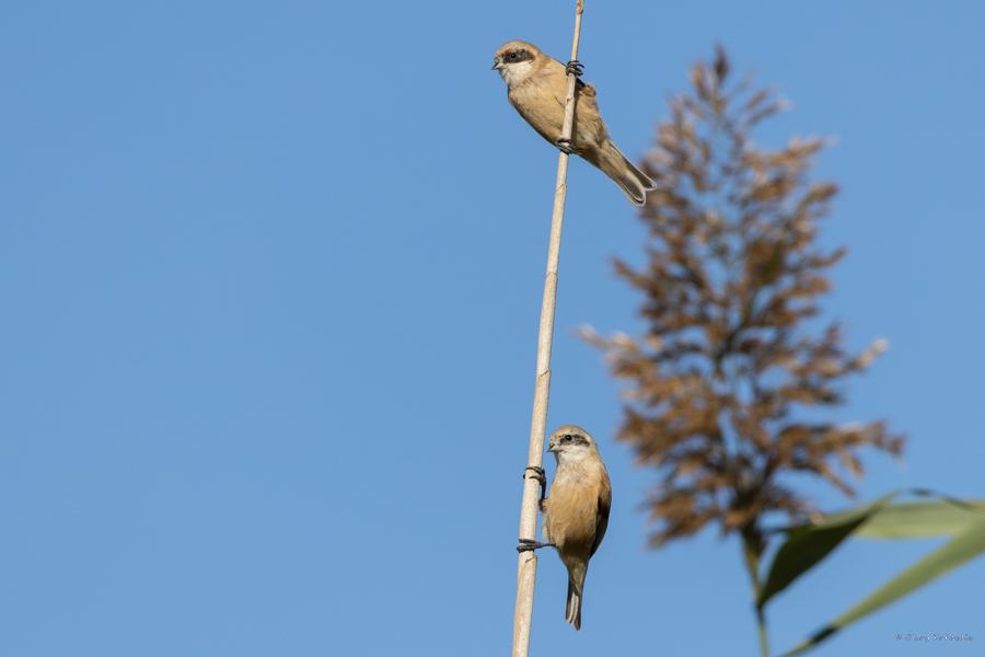Çulhakuşu