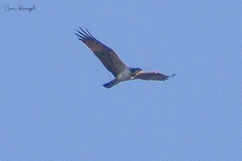 Balık Kartalı