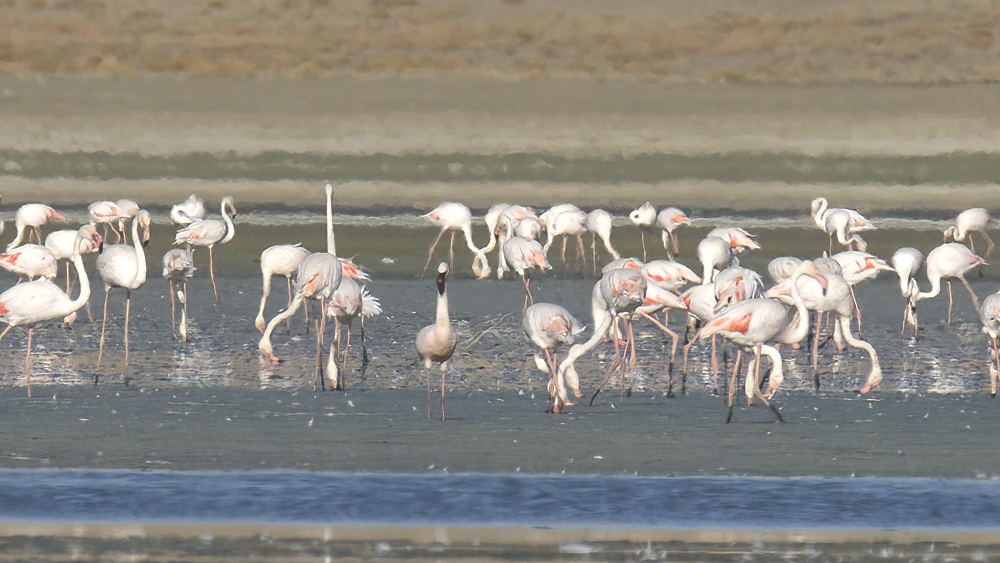 Küçük Flamingo