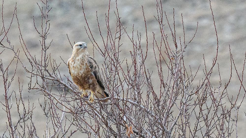 Long-legged Buzzard