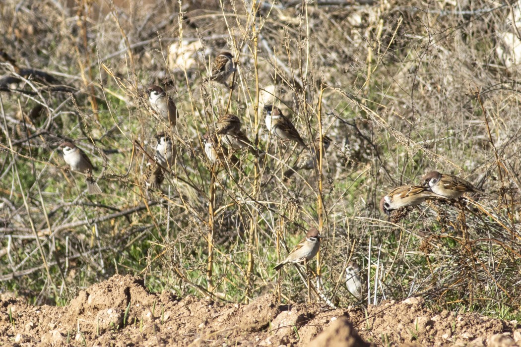 Ağaç Serçesi