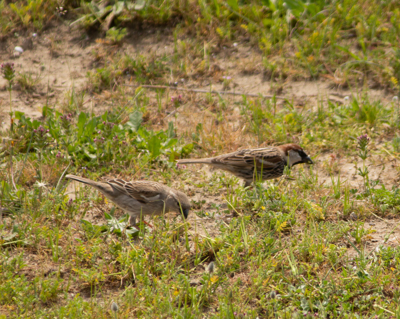 Söğüt Serçesi