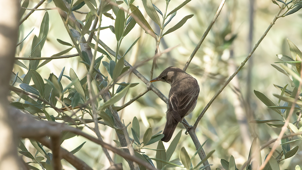 Zeytin Mukallidi