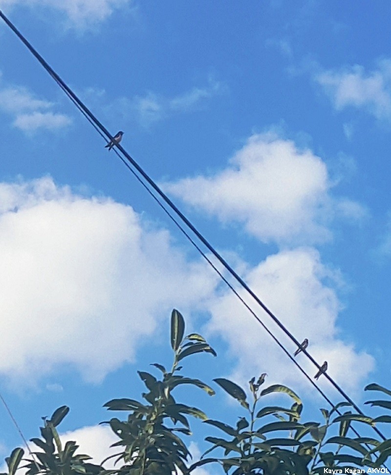 Kır Kırlangıcı