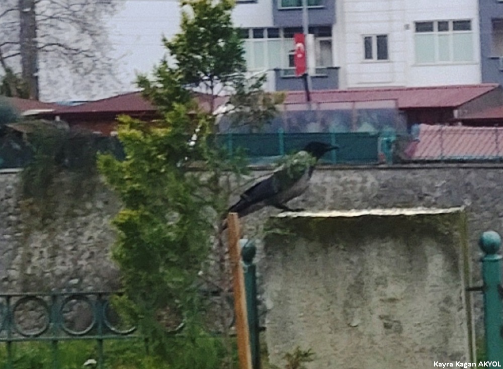 Leş Kargası