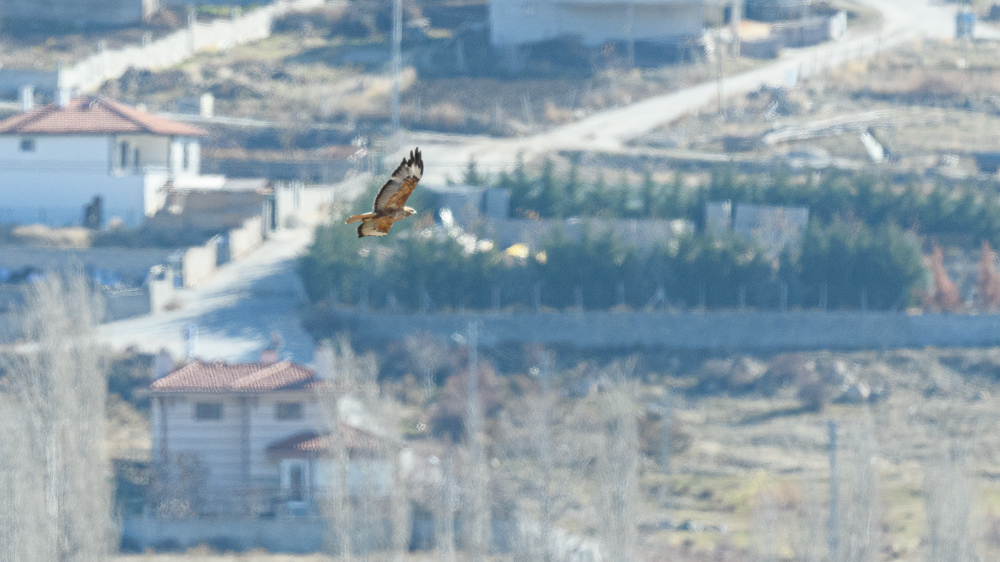 Kızıl Şahin