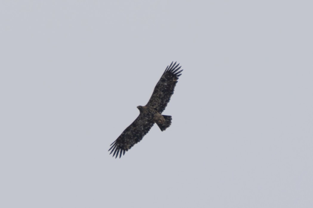 Şah Kartal