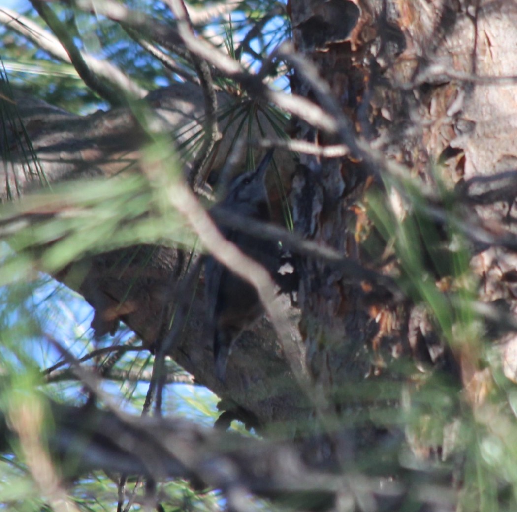 Krüper`s Nuthatch