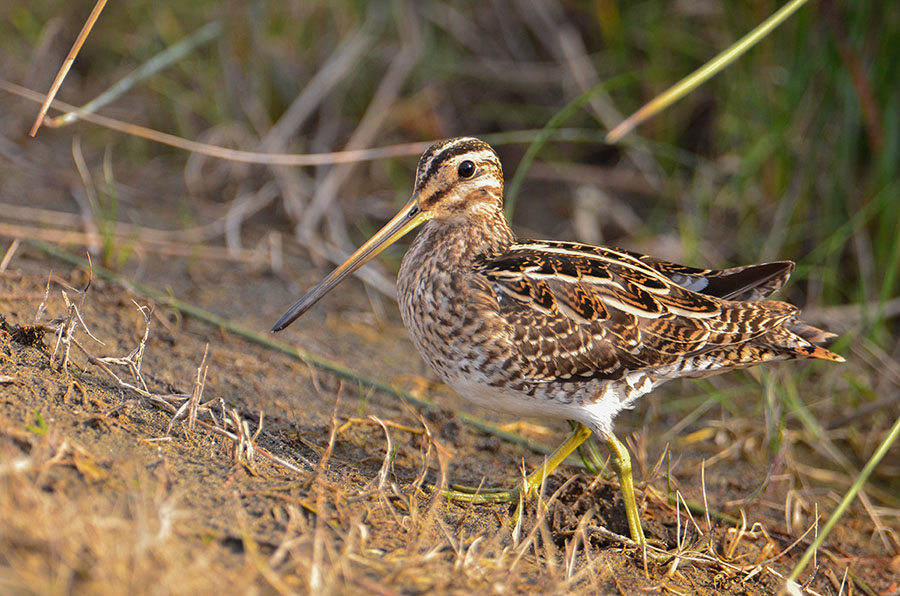 Common Snipe