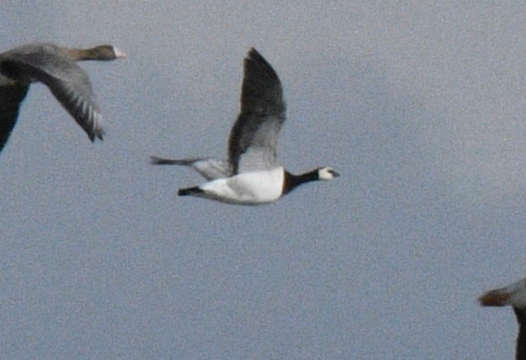 Barnacle Goose