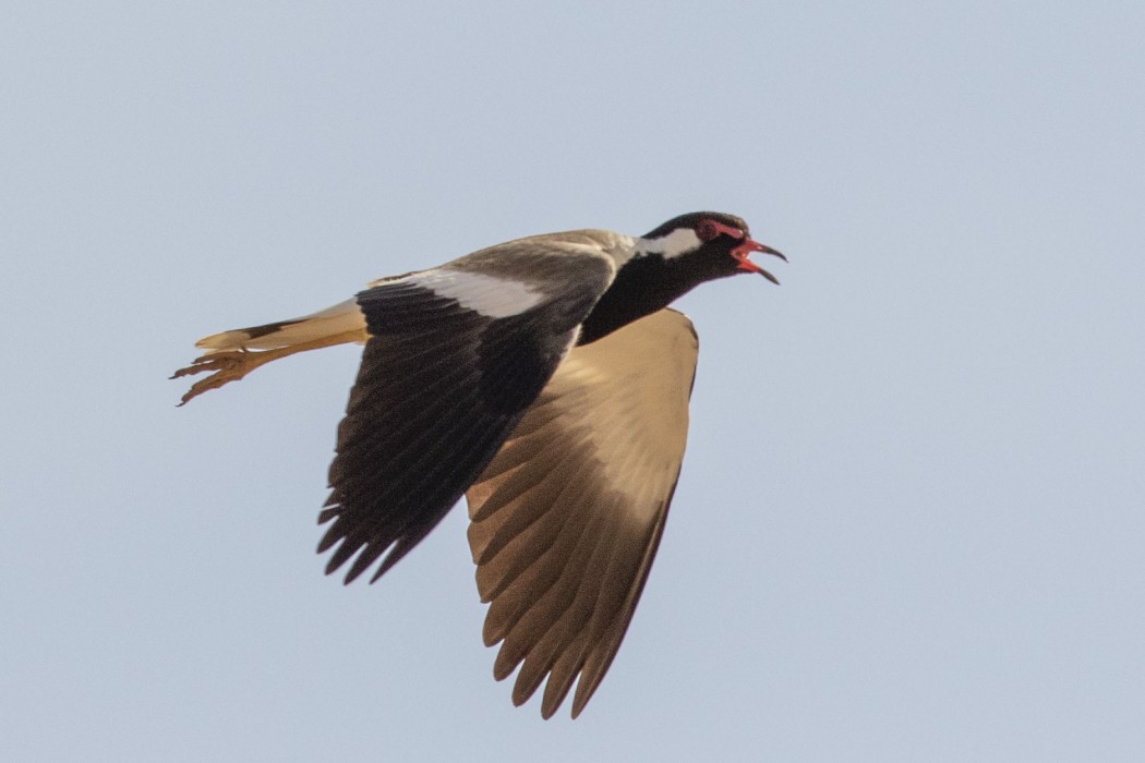 Büyük Kızkuşu