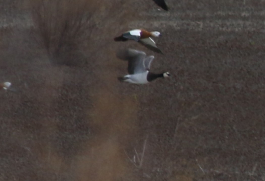 Barnacle Goose