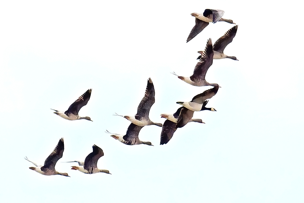 Barnacle Goose