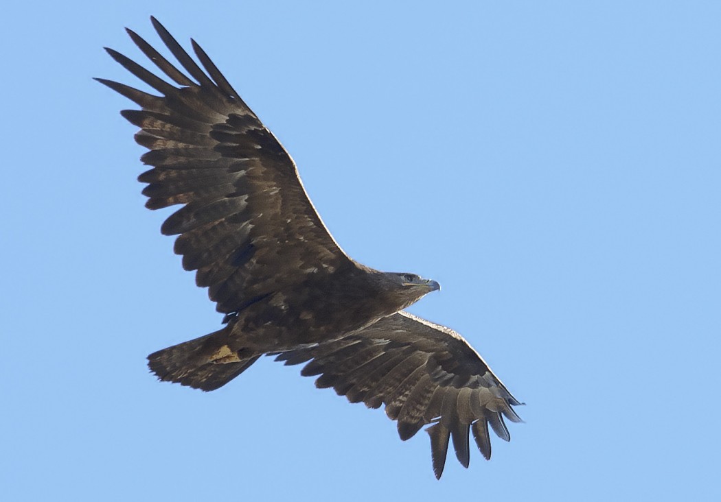 Steppe Eagle