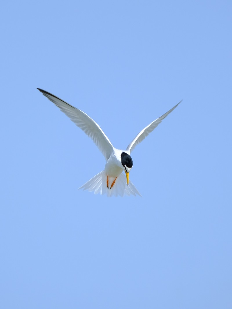 Küçük Sumru
