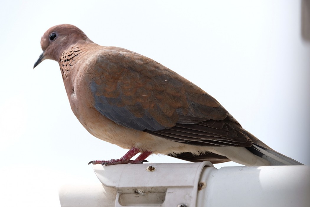 Laughing Dove