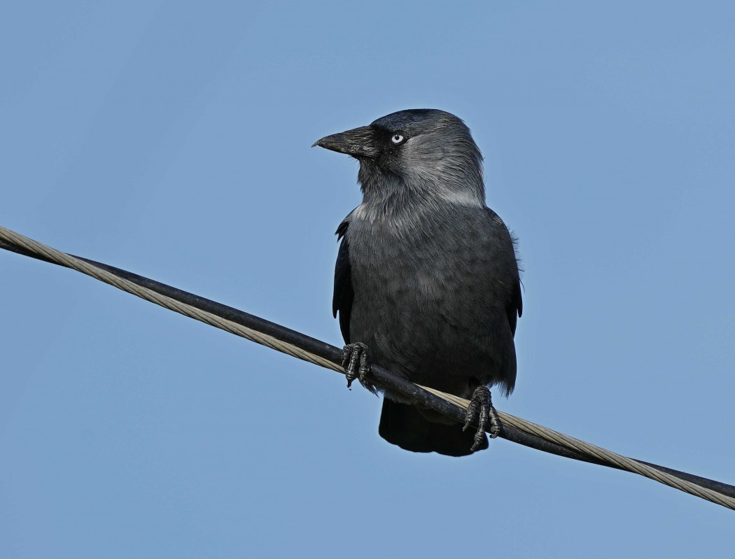 Western Jackdaw