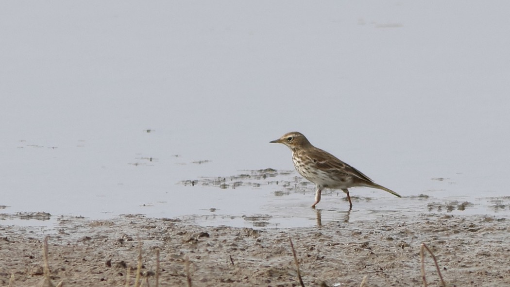Water Pipit