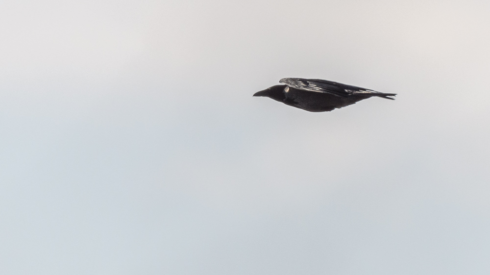 Hooded Crow
