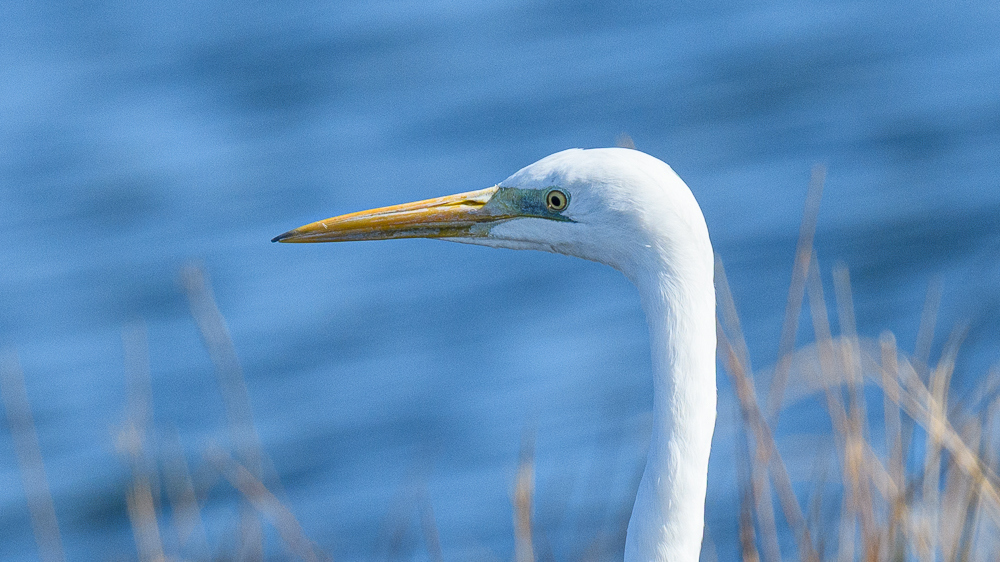 Great Egret