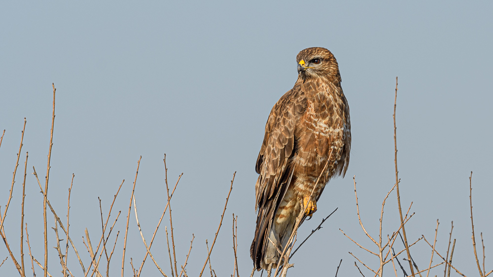 Common Buzzard
