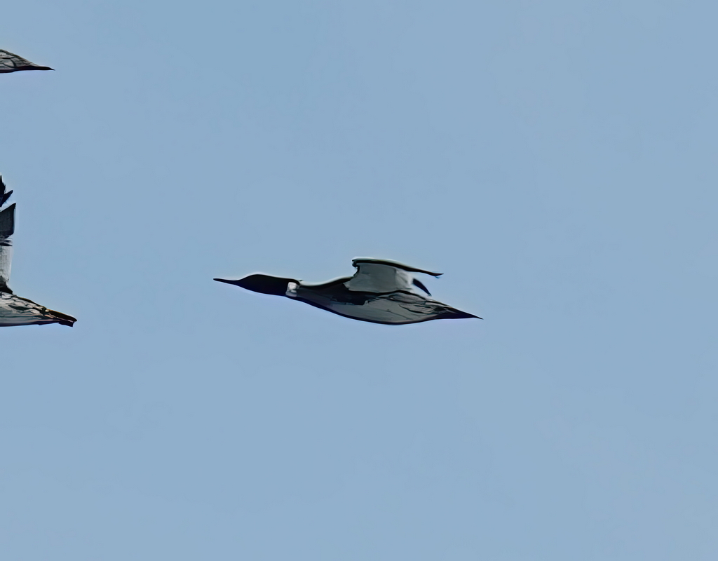 Tarakdiş